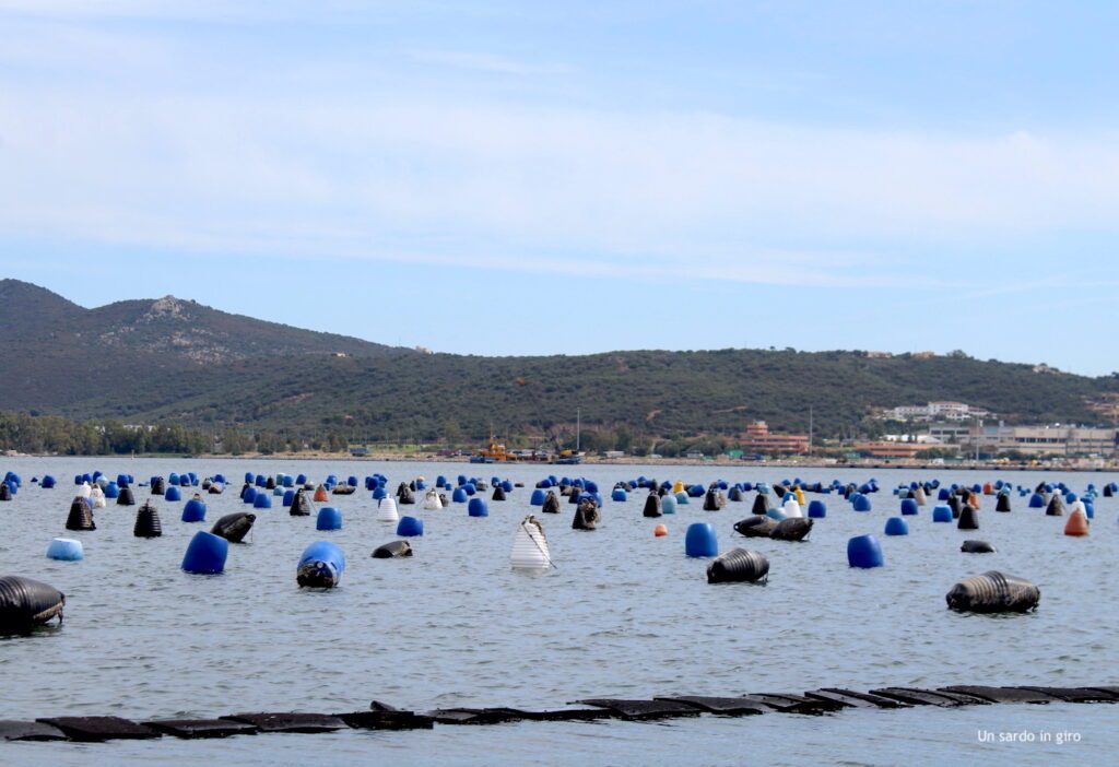 allevamenti cozze