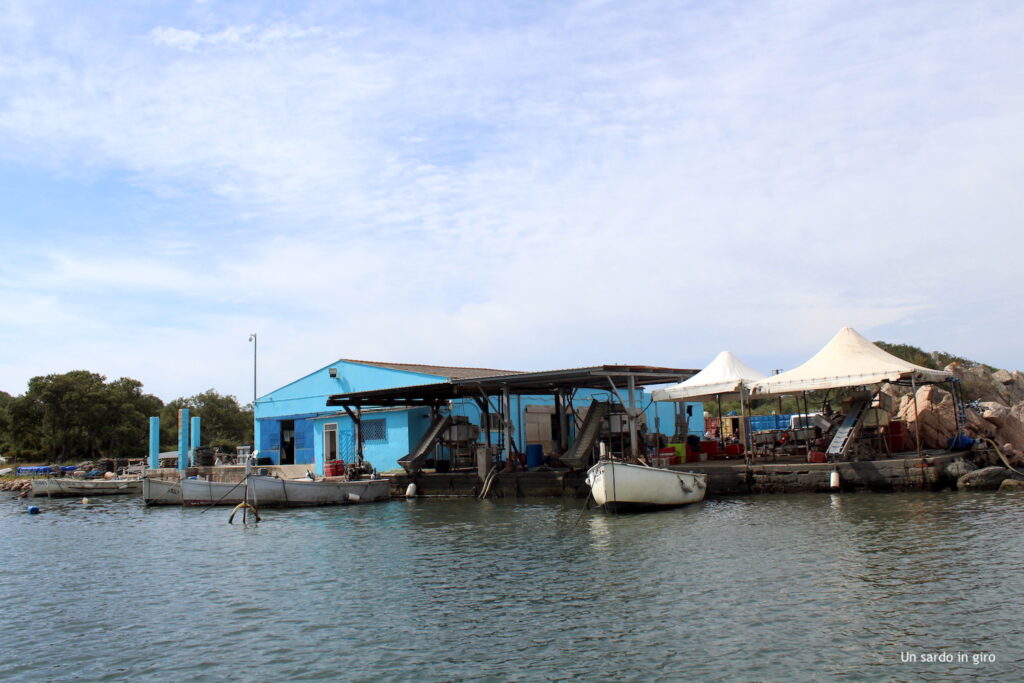 azienda cozze